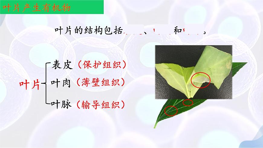 初中生物苏教版（2024）七年级下册4.10.1 植物的营养器官（第2-3课时） 课件第8页