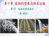 初中生物蘇教版（2024）七年級下冊4.10.1 植物的營養(yǎng)器官（第1課時） 課件