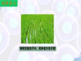 初中生物蘇教版（2024）七年級下冊4.10.1 植物的營養(yǎng)器官（第1課時） 課件