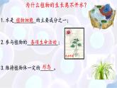 初中生物蘇教版（2024）七年級下冊4.10.1 植物的營養(yǎng)器官（第1課時） 課件