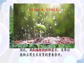 初中生物蘇教版（2024）七年級下冊4.10.1 植物的營養(yǎng)器官（第1課時） 課件