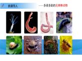4.8.2 脊椎動物 第一課時 課件 生物蘇科版（2024）七年級下冊第四單元第八章