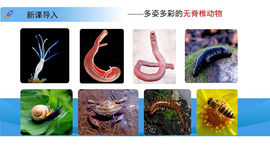 4.8.2 脊椎动物 第一课时 课件 生物苏科版（2024）七年级下册第四单元第八章第3页