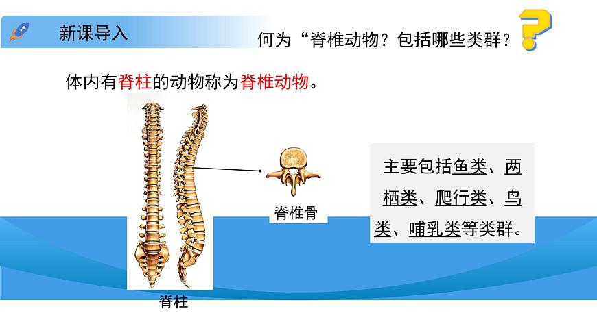4.8.2 脊椎动物 第一课时 课件 生物苏科版（2024）七年级下册第四单元第八章第4页