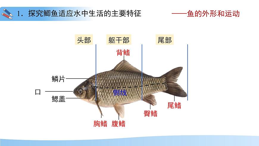 4.8.2 脊椎动物 第一课时 课件 生物苏科版（2024）七年级下册第四单元第八章第8页