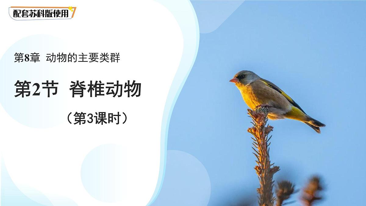 4.8.2 脊椎动物 第三课时 课件 生物苏科版（2024）七年级下册第四单元第八章第1页