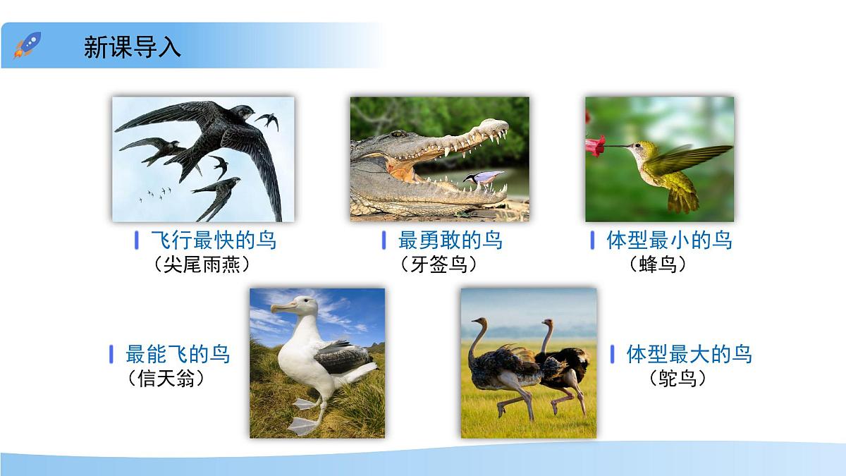 4.8.2 脊椎动物 第三课时 课件 生物苏科版（2024）七年级下册第四单元第八章第3页