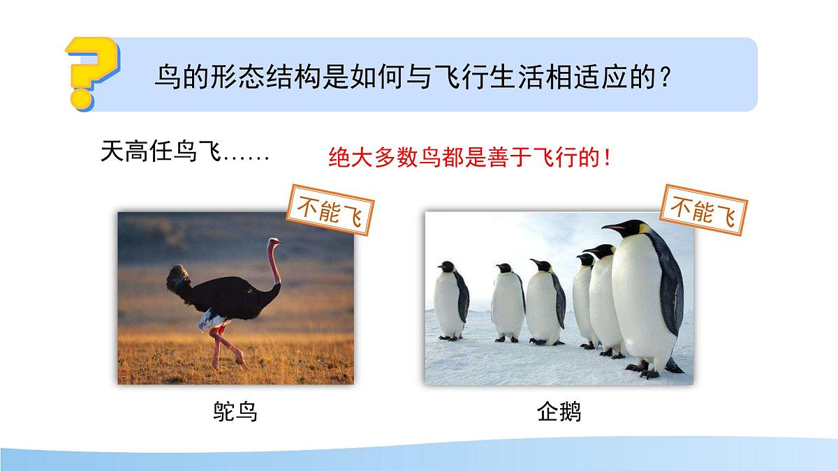 4.8.2 脊椎动物 第三课时 课件 生物苏科版（2024）七年级下册第四单元第八章第4页