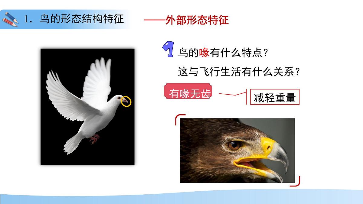 4.8.2 脊椎动物 第三课时 课件 生物苏科版（2024）七年级下册第四单元第八章第5页