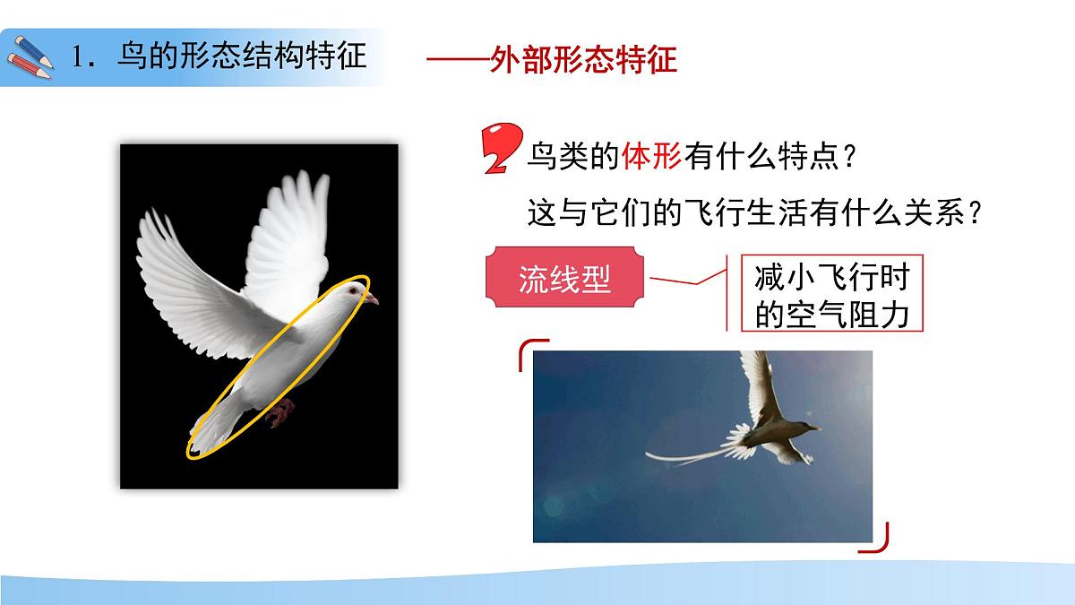 4.8.2 脊椎动物 第三课时 课件 生物苏科版（2024）七年级下册第四单元第八章第6页