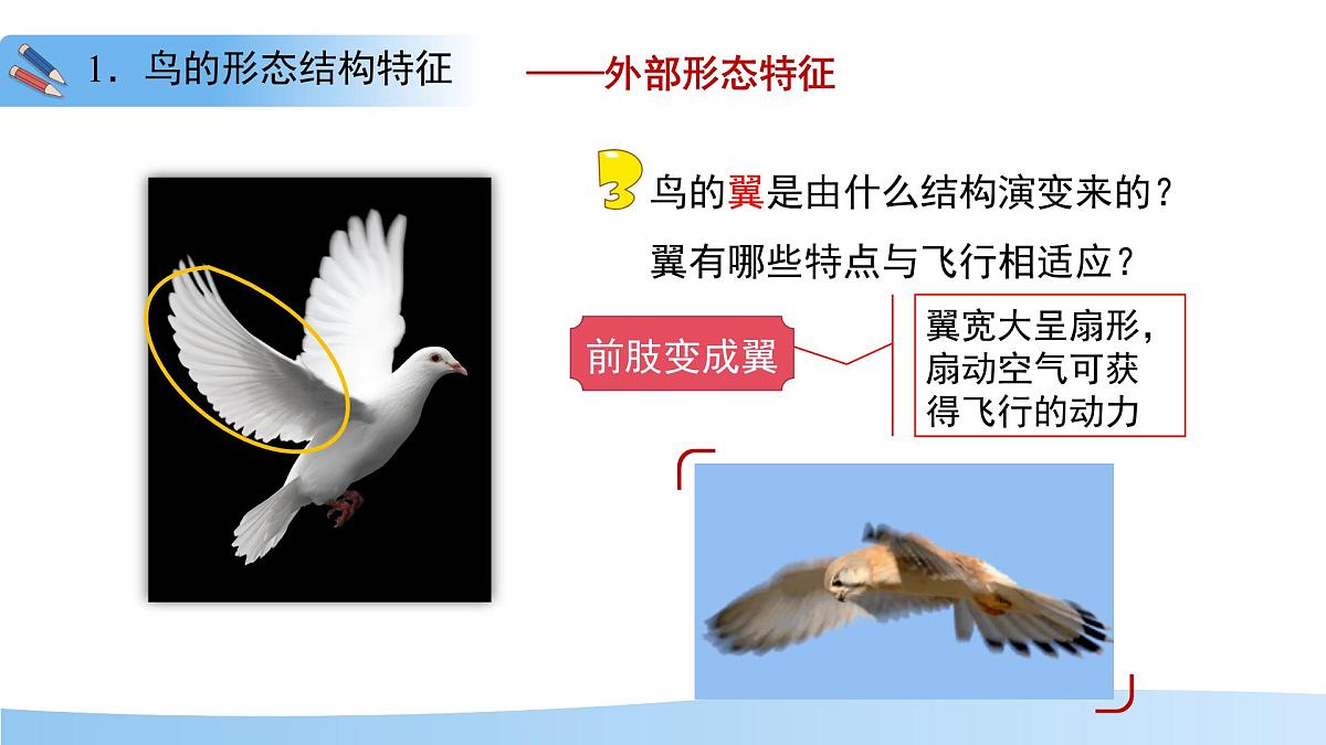 4.8.2 脊椎动物 第三课时 课件 生物苏科版（2024）七年级下册第四单元第八章第8页