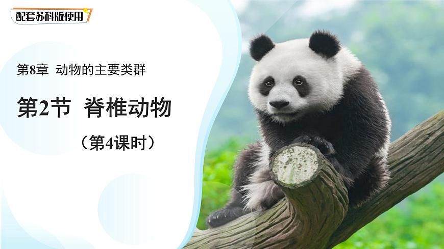4.8.2 脊椎动物 第四课时 课件 生物苏科版（2024）七年级下册第四单元第八章第1页