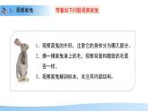 4.8.2 脊椎動物 第四課時 課件 生物蘇科版（2024）七年級下冊第四單元第八章