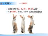 4.8.2 脊椎動物 第四課時 課件 生物蘇科版（2024）七年級下冊第四單元第八章