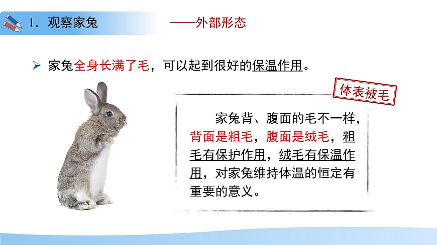 4.8.2 脊椎动物 第四课时 课件 生物苏科版（2024）七年级下册第四单元第八章第6页