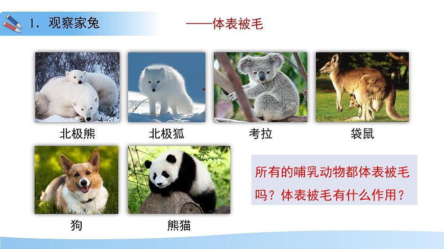 4.8.2 脊椎动物 第四课时 课件 生物苏科版（2024）七年级下册第四单元第八章第8页