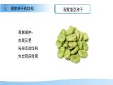 5.11.1 種子的萌發(fā) 第一課時(shí) 課件 生物蘇科版（2024）七年級(jí)下冊(cè)第五單元第十一章