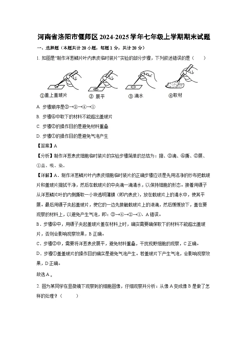 河南省洛阳市偃师区2024-2025学年七年级上学期期末生物试卷（解析版）第1页
