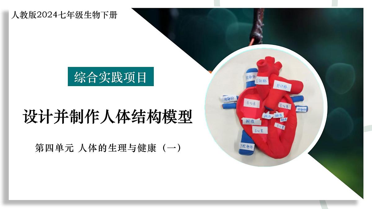 综合实践项目 设计并制作人体结构模型（教学课件）-2024-2025学年七年级生物下册（人教版2024）第1页