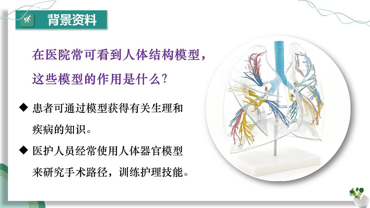 综合实践项目 设计并制作人体结构模型（教学课件）-2024-2025学年七年级生物下册（人教版2024）第5页