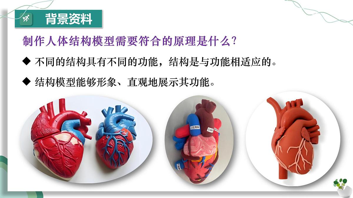 综合实践项目 设计并制作人体结构模型（教学课件）-2024-2025学年七年级生物下册（人教版2024）第6页