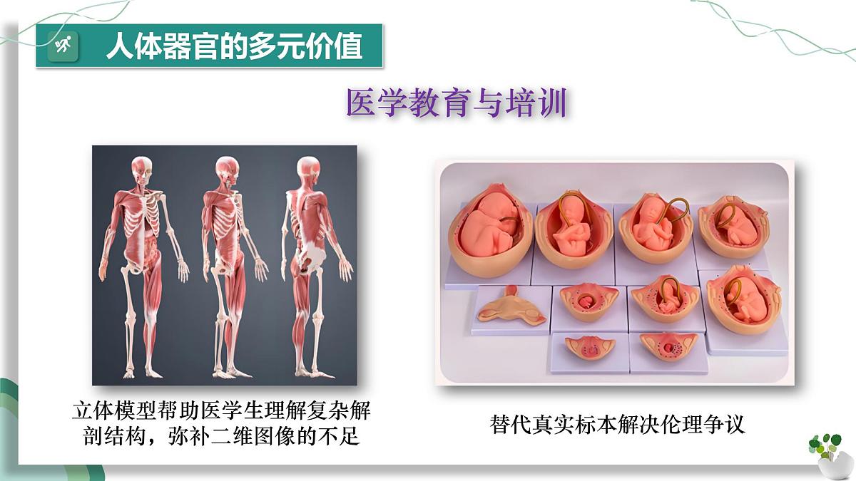 综合实践项目 设计并制作人体结构模型（教学课件）-2024-2025学年七年级生物下册（人教版2024）第7页