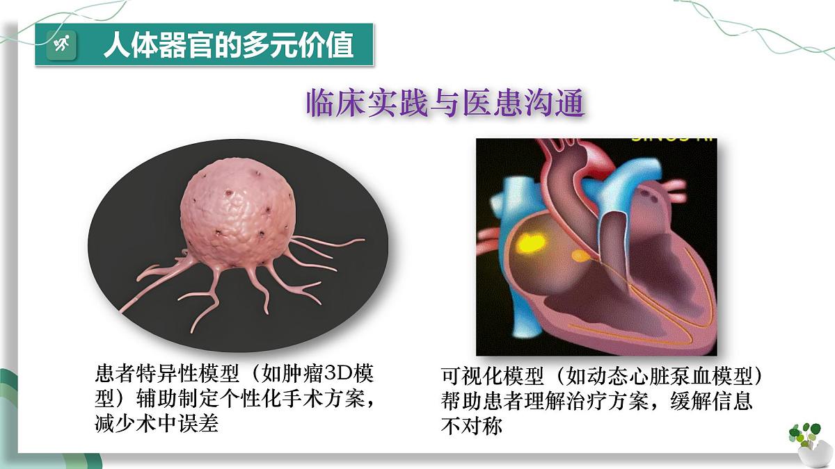综合实践项目 设计并制作人体结构模型（教学课件）-2024-2025学年七年级生物下册（人教版2024）第8页