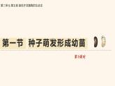 3.5.1 種子萌發(fā)形成幼苗（第1課時）課件 2025學(xué)年北師大版生物七年級上冊