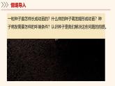 3.5.1 種子萌發(fā)形成幼苗（第1課時）課件 2025學(xué)年北師大版生物七年級上冊