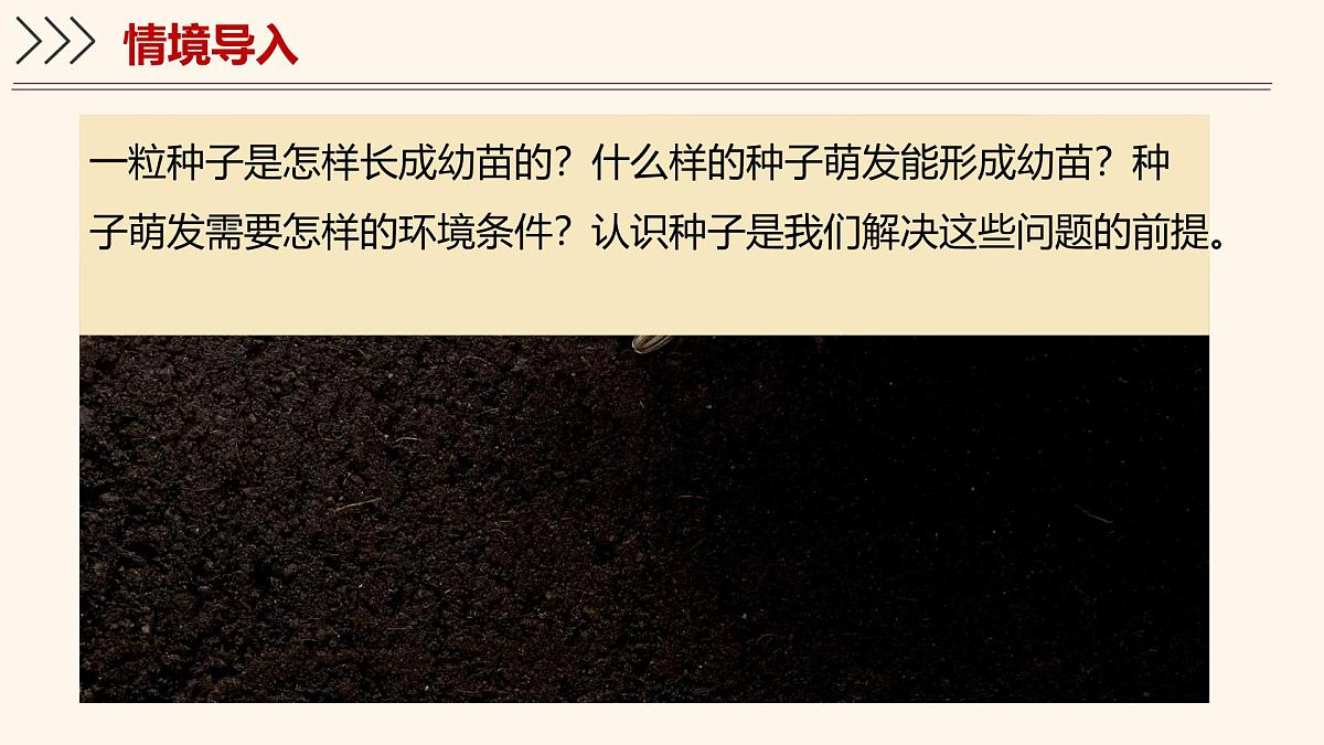 3.5.1 种子萌发形成幼苗（第1课时）课件 2025学年北师大版生物七年级上册第3页