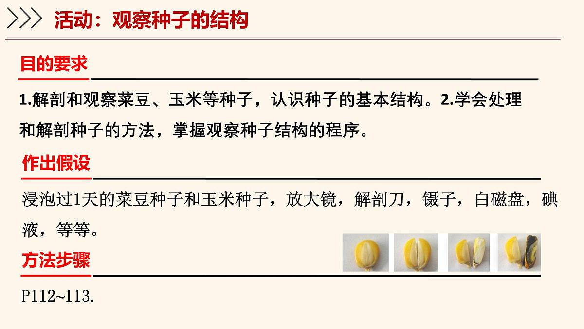 3.5.1 种子萌发形成幼苗（第1课时）课件 2025学年北师大版生物七年级上册第4页
