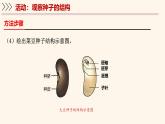 3.5.1 種子萌發(fā)形成幼苗（第1課時）課件 2025學(xué)年北師大版生物七年級上冊