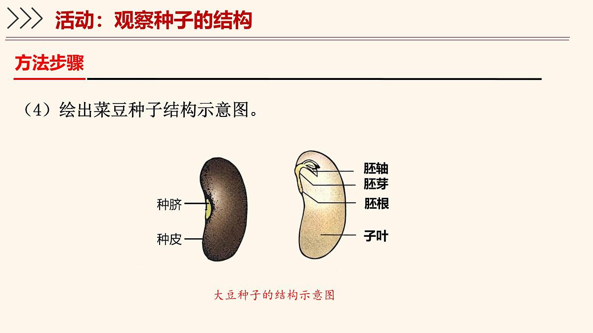 3.5.1 种子萌发形成幼苗（第1课时）课件 2025学年北师大版生物七年级上册第5页