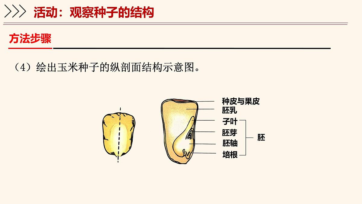 3.5.1 种子萌发形成幼苗（第1课时）课件 2025学年北师大版生物七年级上册第6页