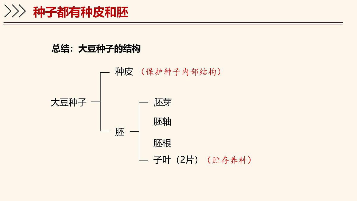3.5.1 种子萌发形成幼苗（第1课时）课件 2025学年北师大版生物七年级上册第7页
