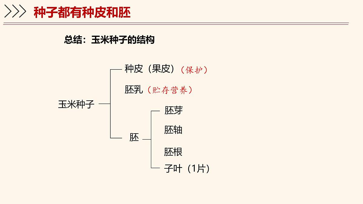 3.5.1 种子萌发形成幼苗（第1课时）课件 2025学年北师大版生物七年级上册第8页