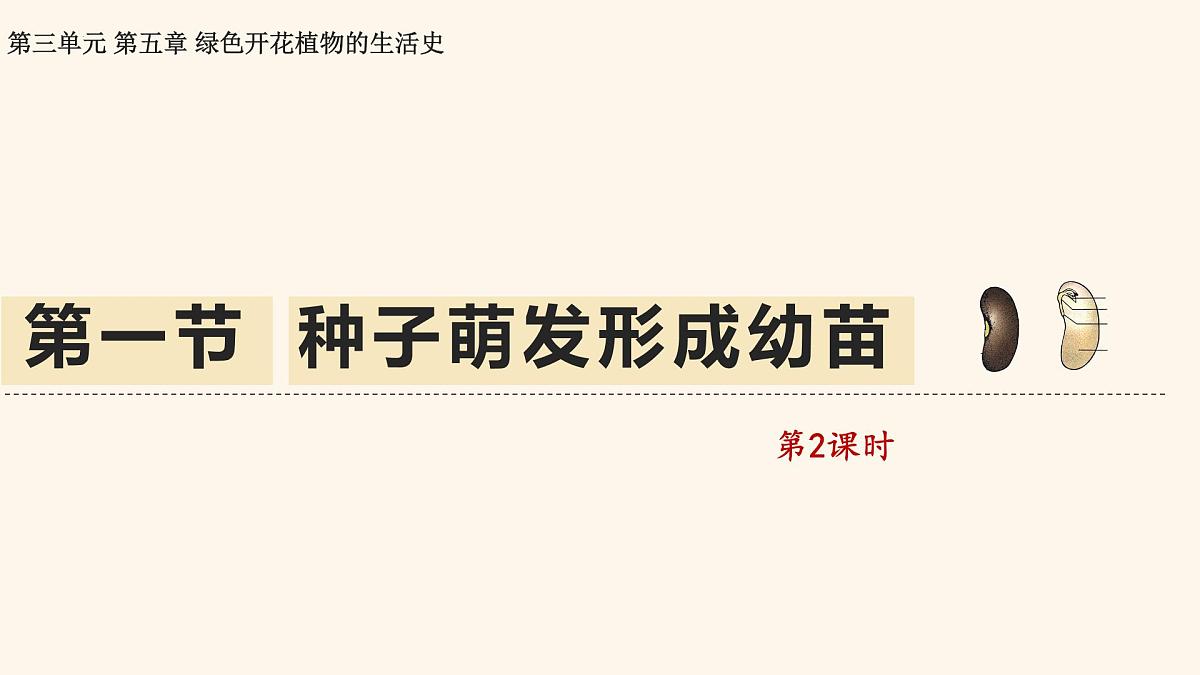 3.5.1 种子萌发形成幼苗（第2课时）课件 2025学年北师大版生物七年级上册第1页