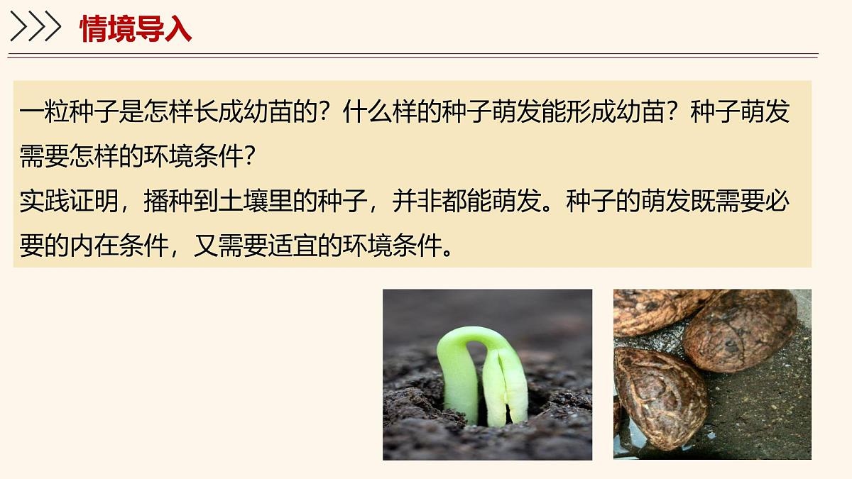 3.5.1 种子萌发形成幼苗（第2课时）课件 2025学年北师大版生物七年级上册第3页