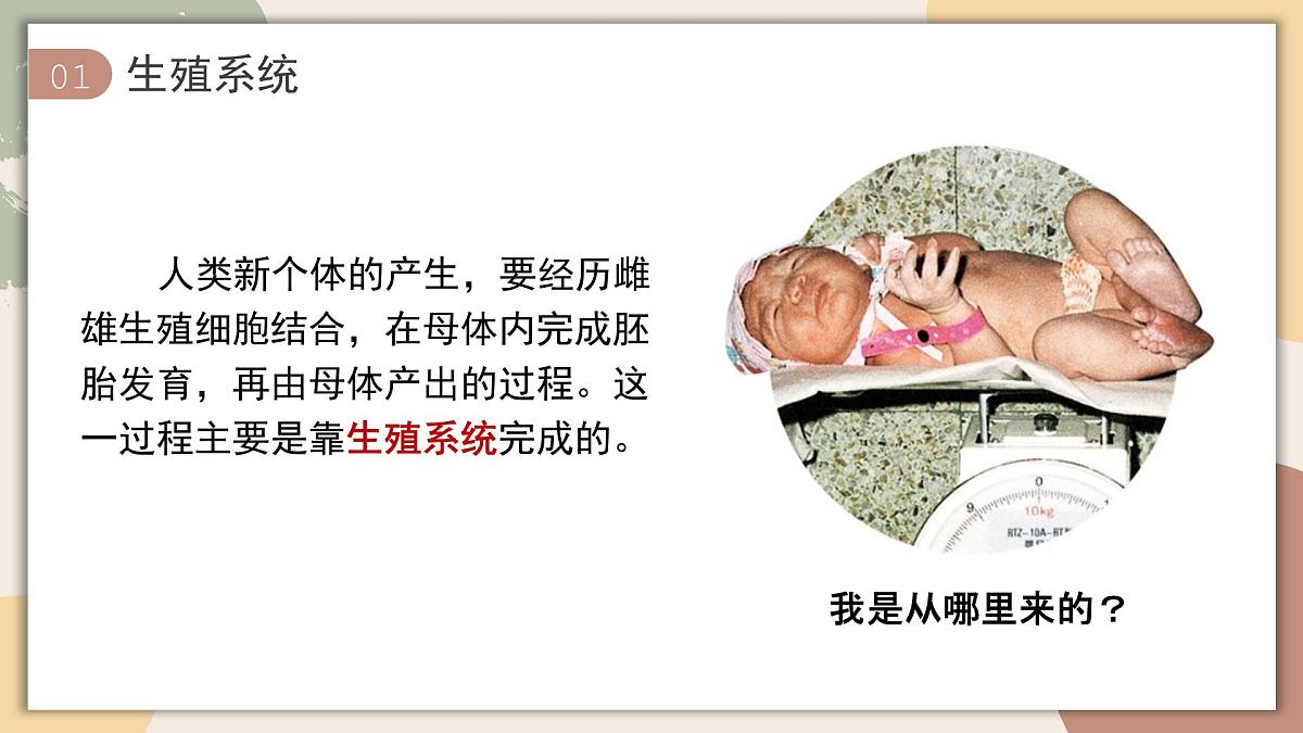 4.1.1 人的生殖 课件 2025学年人教版生物七年级下册第3页
