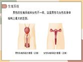 4.1.1 人的生殖 課件 2025學(xué)年人教版生物七年級下冊