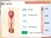 4.1.1 人的生殖 課件 2025學(xué)年人教版生物七年級下冊