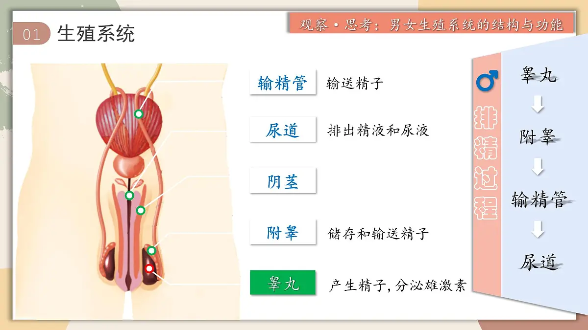 4.1.1 人的生殖 课件 2025学年人教版生物七年级下册第5页