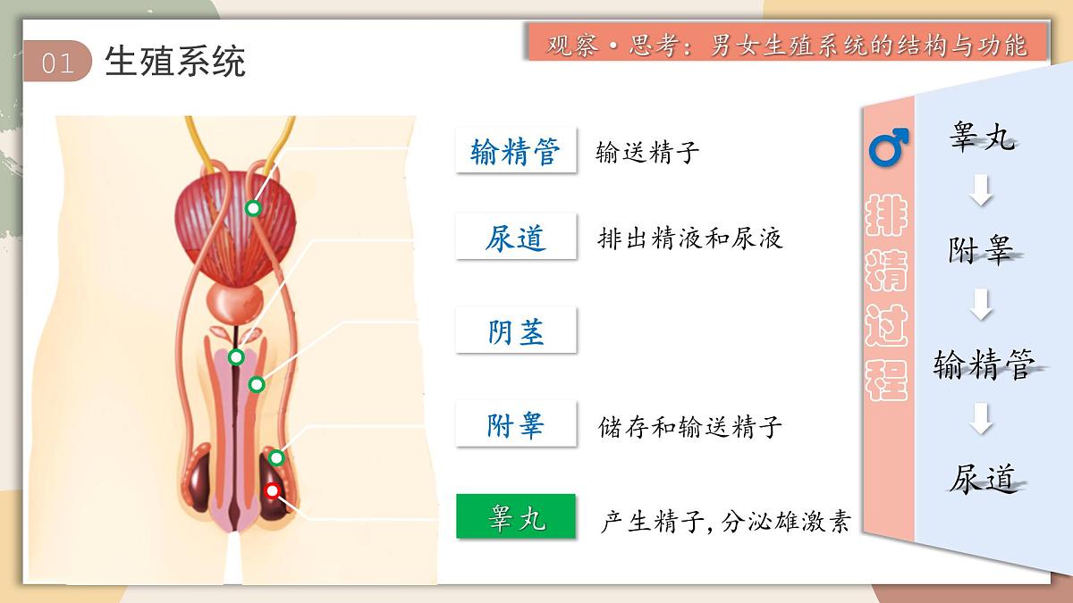 4.1.1 人的生殖 课件 2025学年人教版生物七年级下册第5页