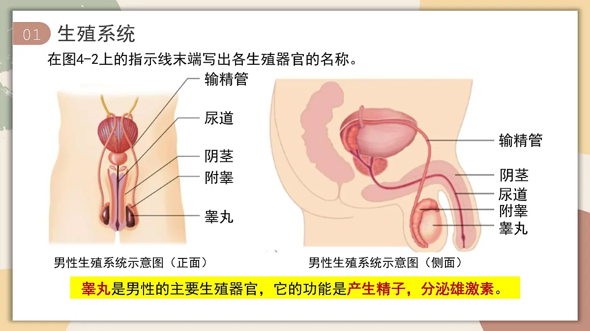 4.1.1 人的生殖 课件 2025学年人教版生物七年级下册第6页