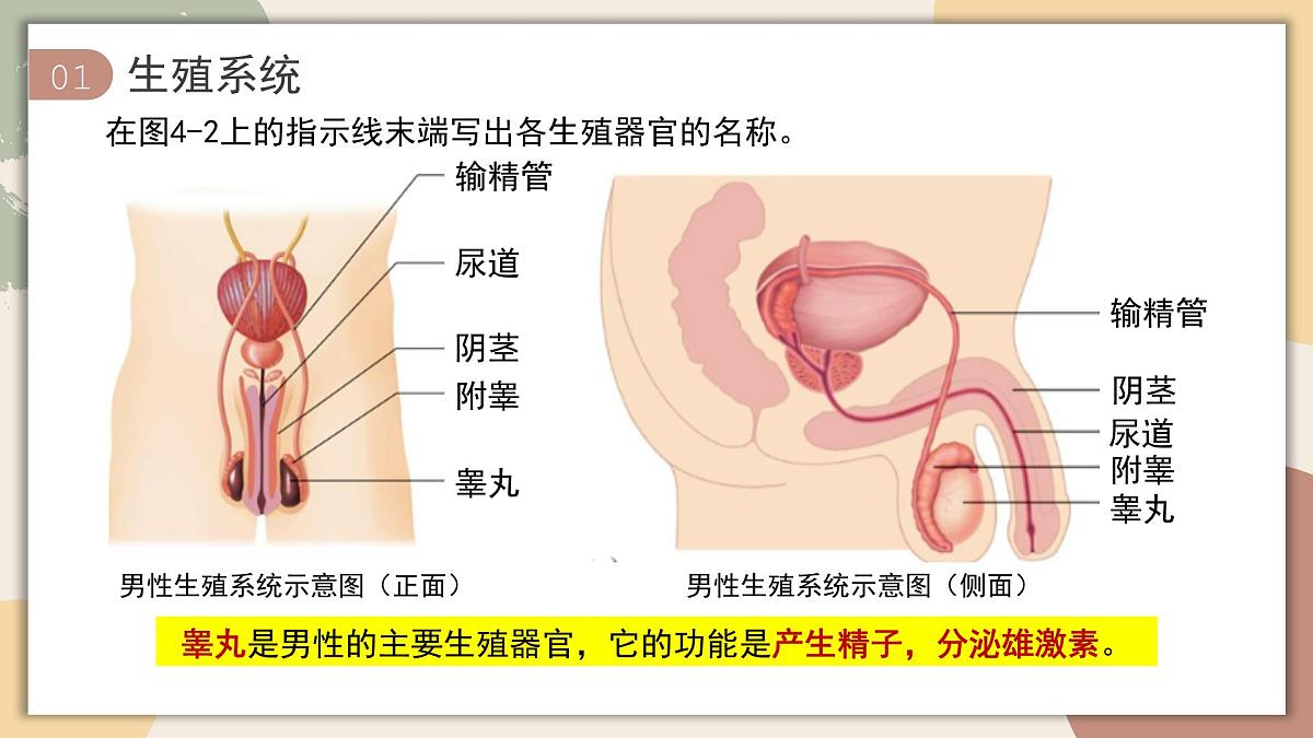 4.1.1 人的生殖 课件 2025学年人教版生物七年级下册第6页