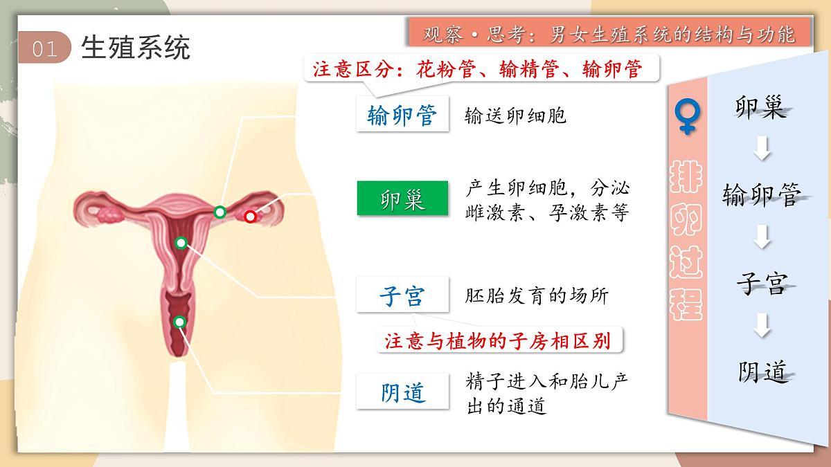 4.1.1 人的生殖 课件 2025学年人教版生物七年级下册第7页
