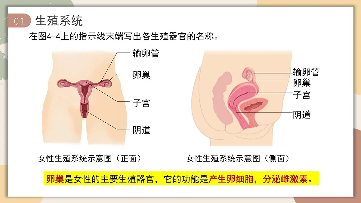 4.1.1 人的生殖 课件 2025学年人教版生物七年级下册第8页