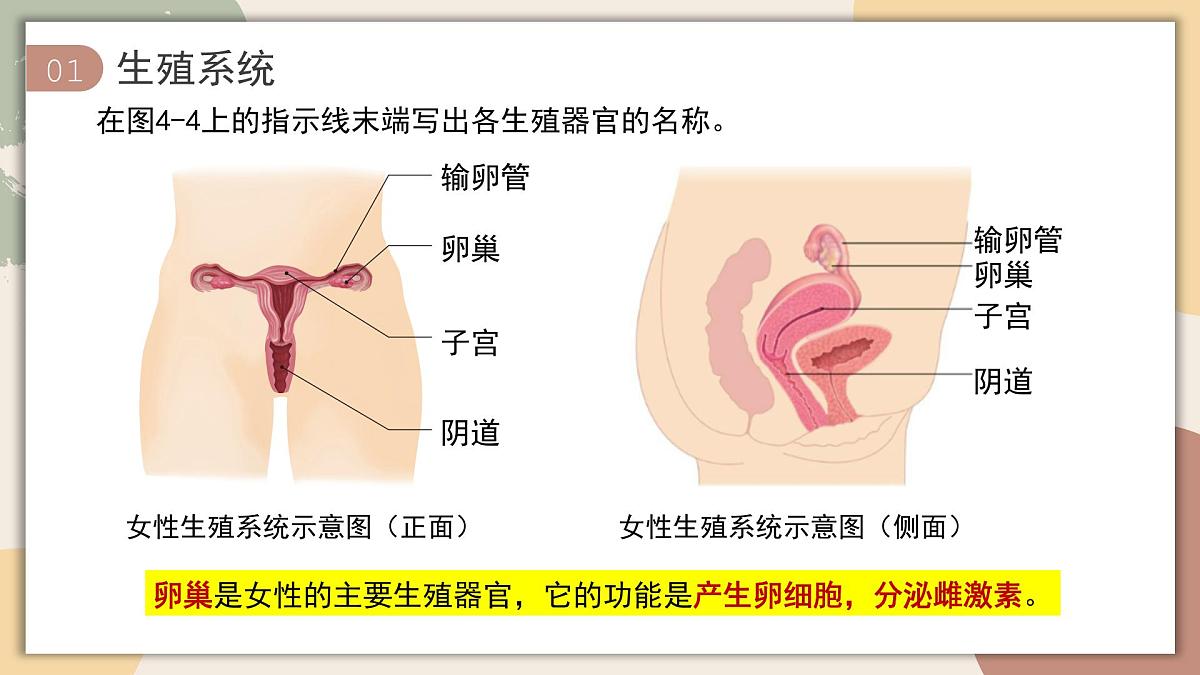 4.1.1 人的生殖 课件 2025学年人教版生物七年级下册第8页