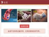 3.2 循環(huán)系統(tǒng)與物質(zhì)運輸 復(fù)習(xí)課件 2025學(xué)年冀少版生物七年級下冊