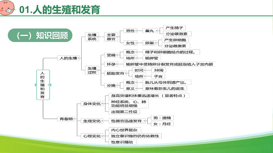 第四单元 人体生理与健康（单元复习课件）-2024-2025学年七年级生物下册（人教版2024）第4页